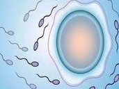 雌二醇水平达到多少才能做试管囊胚移植？试管囊胚移植需要哪些条件？